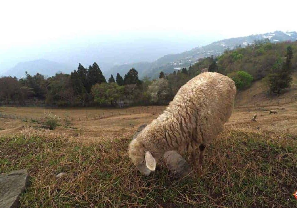 Cingjing-Farm-Taiwan-Cingjing-Veteran-Sheep-Gazing